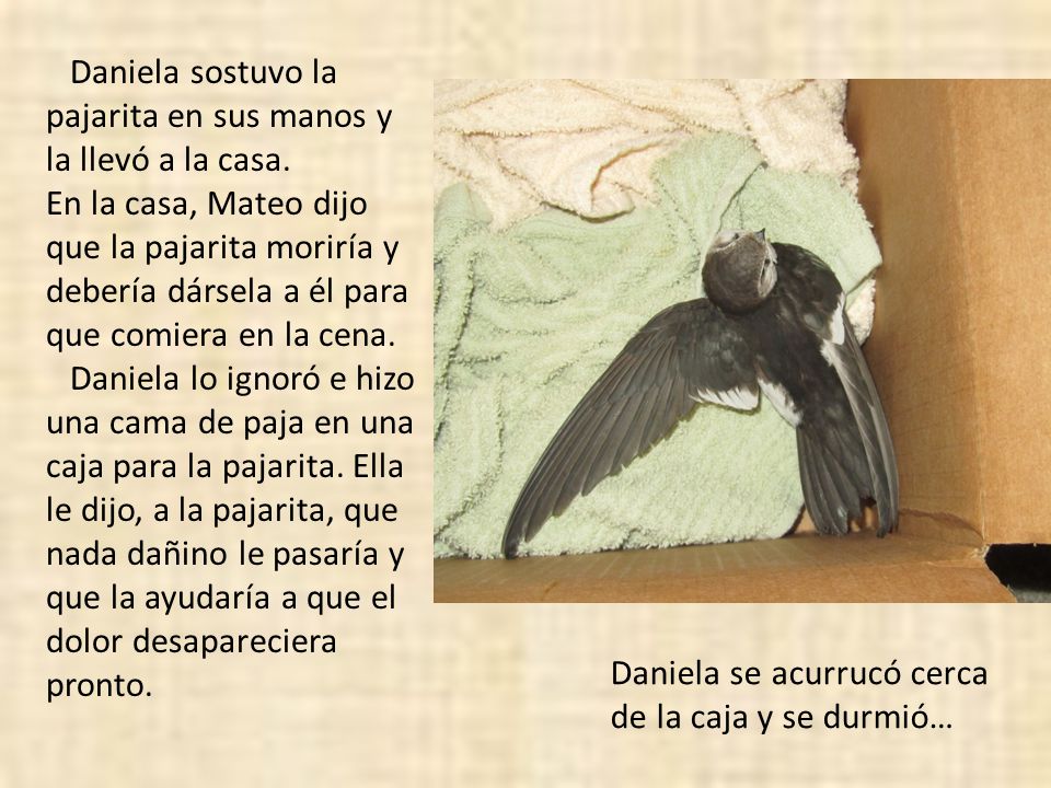 Daniela sostuvo la pajarita en sus manos y la llevó a la casa.