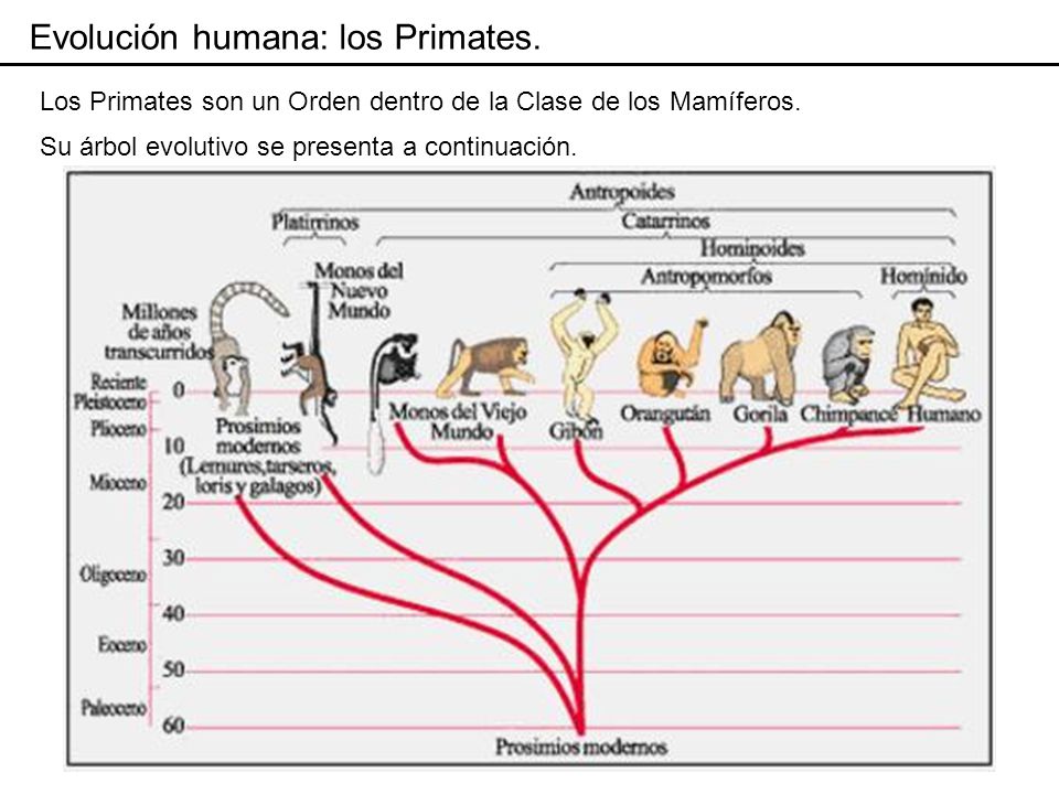 Evolución humana: los Primates.