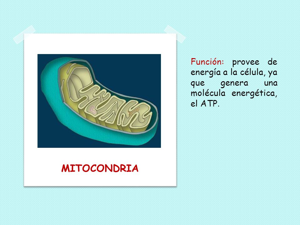 Función: provee de energía a la célula, ya que genera una molécula energética, el ATP.