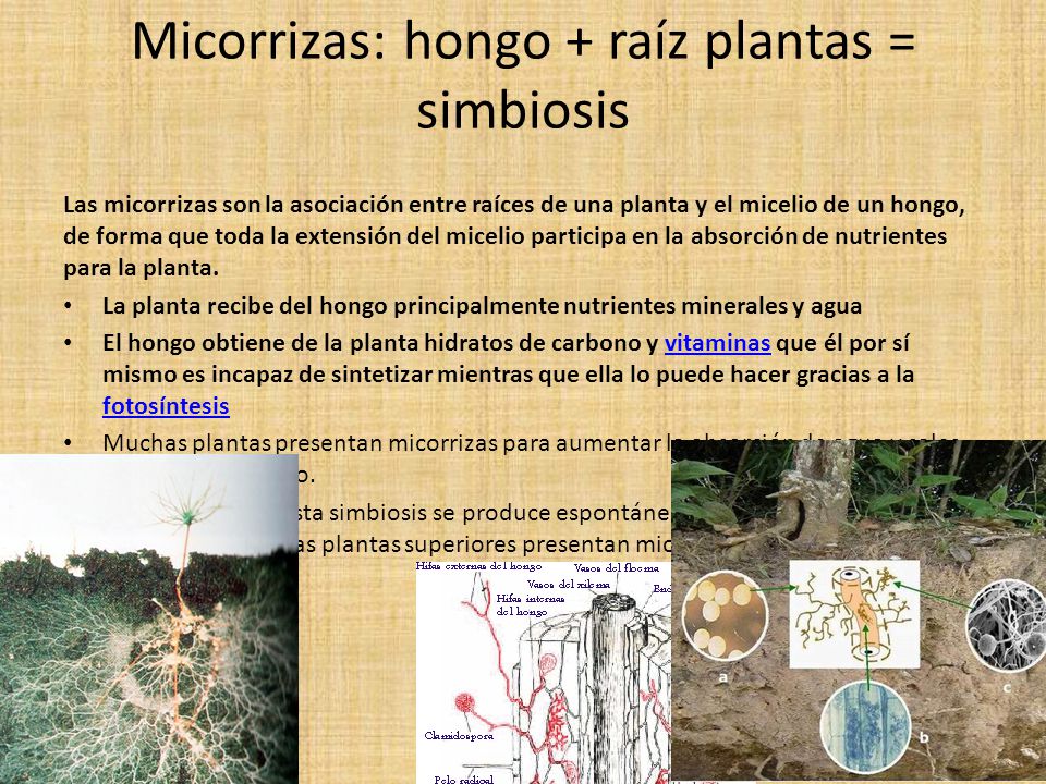 Micorrizas: hongo + raíz plantas = simbiosis
