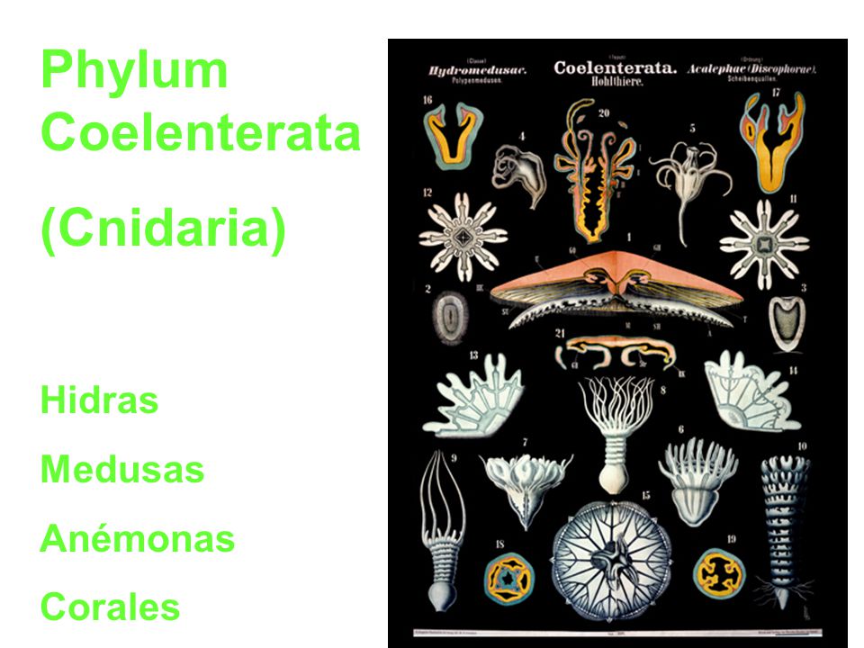 Phylum Coelenterata (Cnidaria) Hidras Medusas Anémonas Corales