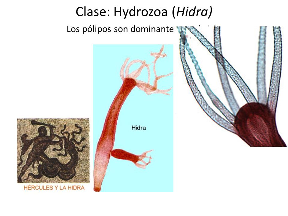 Clase: Hydrozoa (Hidra) Los pólipos son dominantes en el ciclo