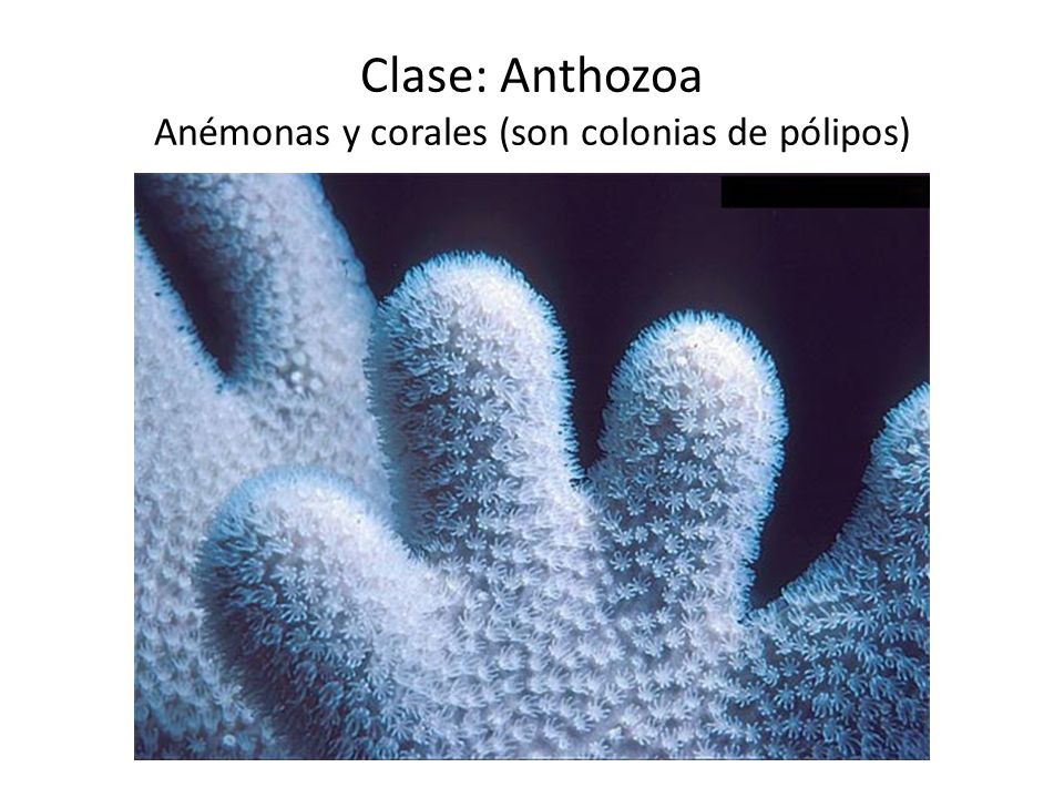 Clase: Anthozoa Anémonas y corales (son colonias de pólipos)