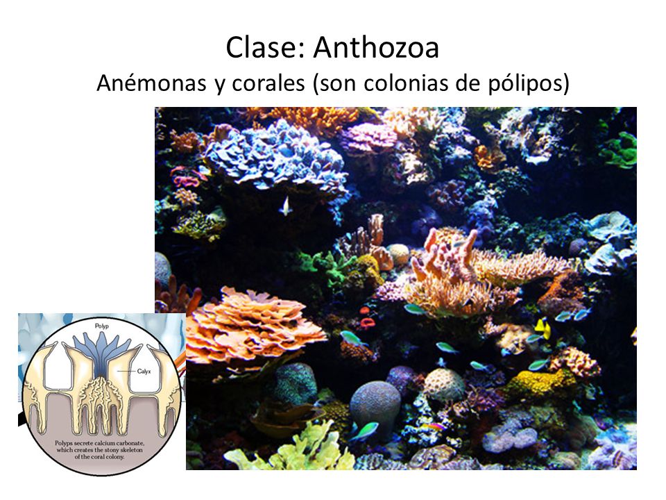 Clase: Anthozoa Anémonas y corales (son colonias de pólipos)
