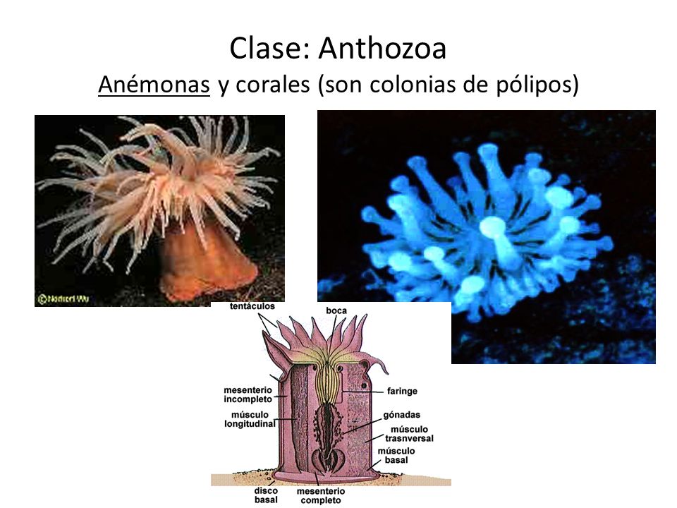 Clase: Anthozoa Anémonas y corales (son colonias de pólipos)