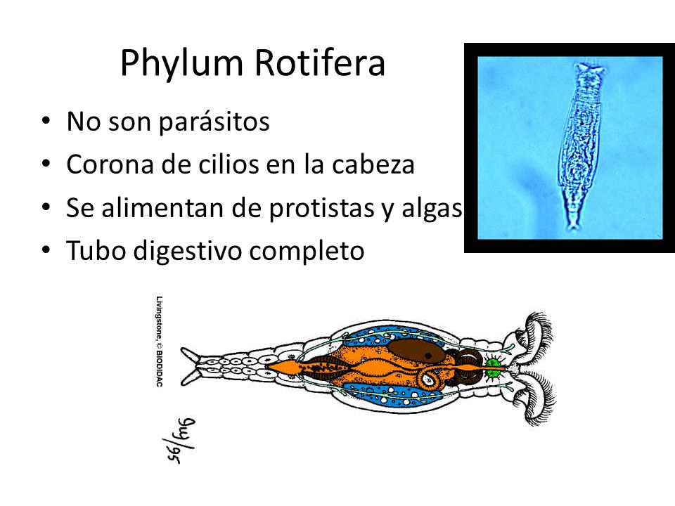 Phylum Rotifera No son parásitos Corona de cilios en la cabeza