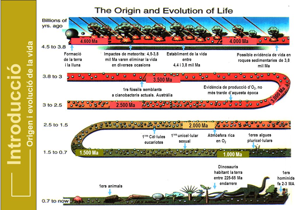 Introducció Origen i evolució de la vida Ma Ma Ma