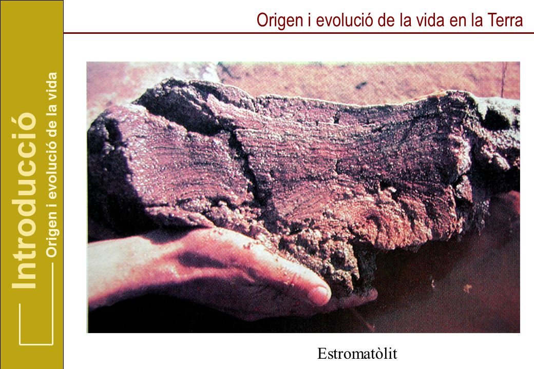 Introducció Origen i evolució de la vida en la Terra Estromatòlit
