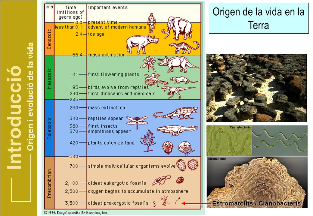 Origen de la vida en la Terra