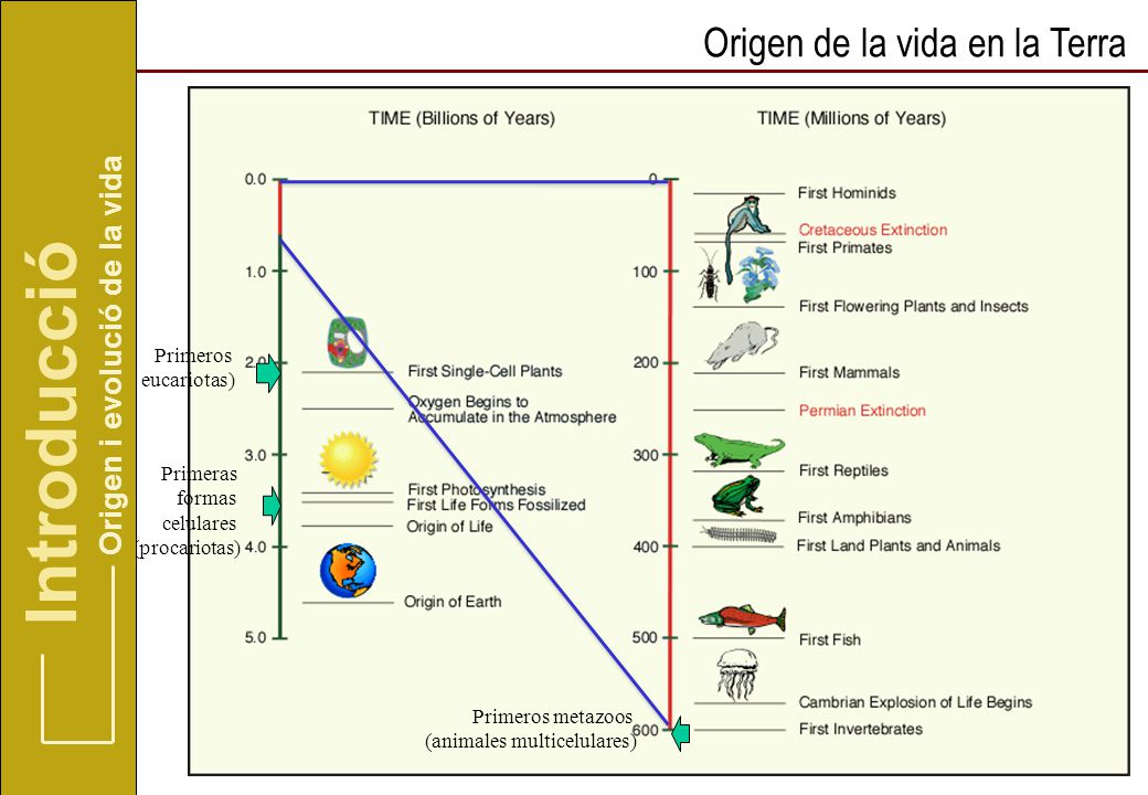 Introducció Origen de la vida en la Terra Origen i evolució de la vida
