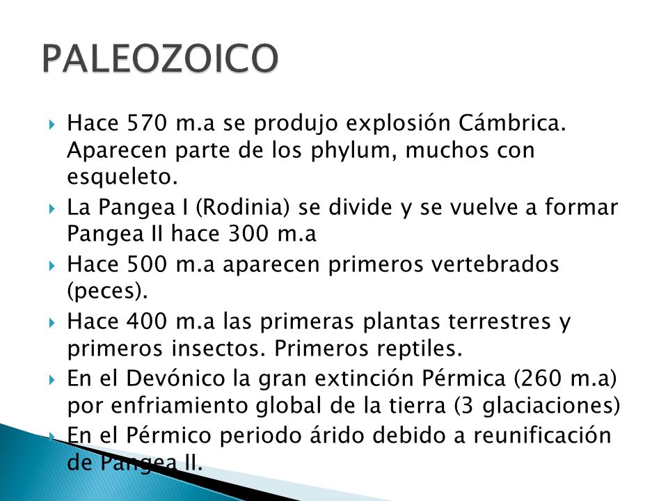 PALEOZOICO Hace 570 m.a se produjo explosión Cámbrica. Aparecen parte de los phylum, muchos con esqueleto.