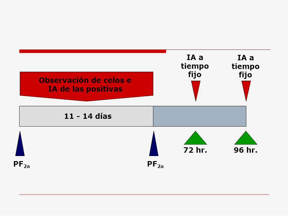 Observación de celos e IA de las positivas