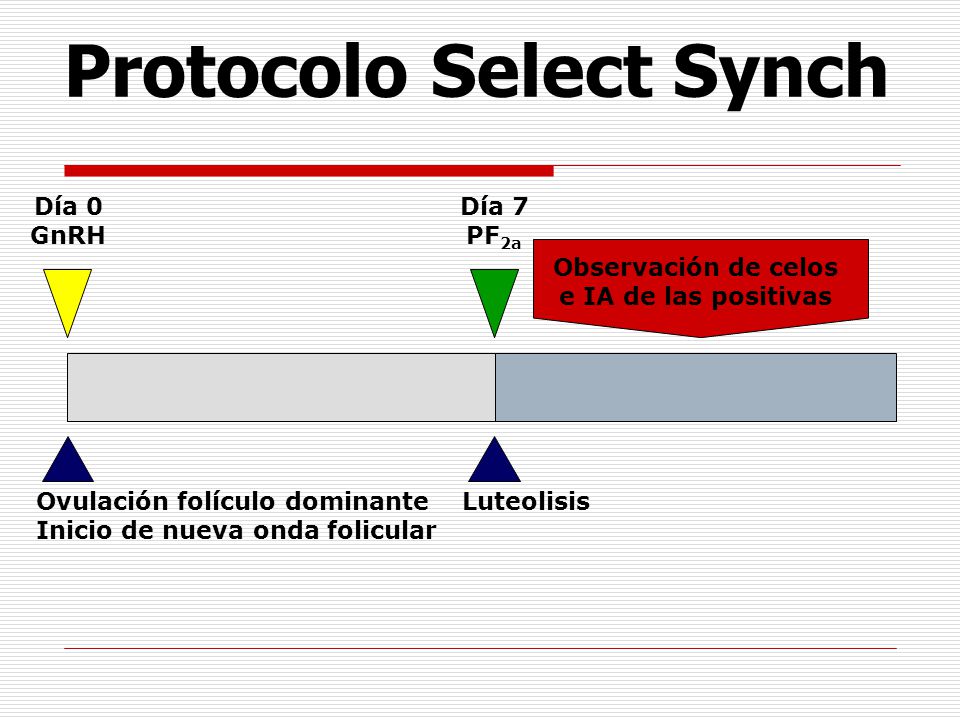 Protocolo Select Synch Observación de celos e IA de las positivas