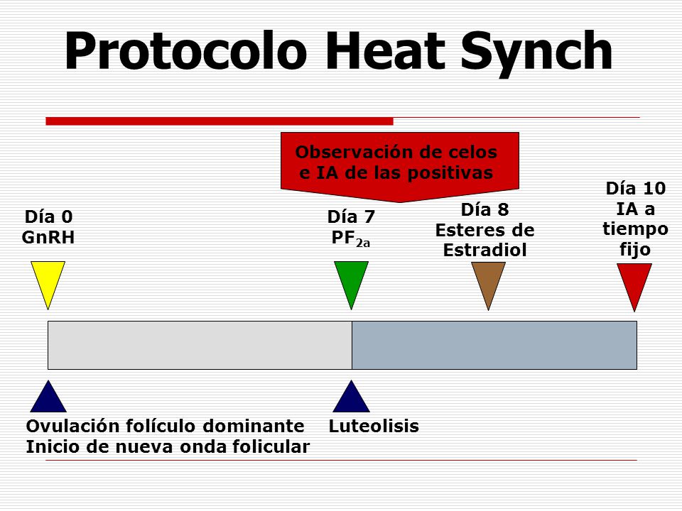 Observación de celos e IA de las positivas Día 8 Esteres de Estradiol