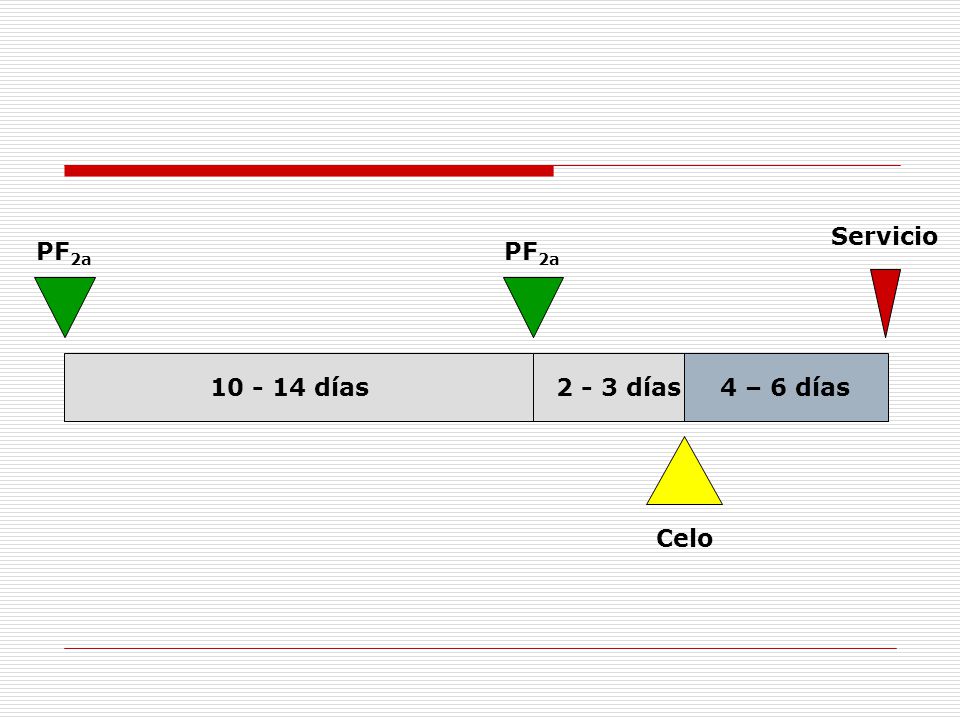 Servicio PF2a PF2a días días 4 – 6 días Celo
