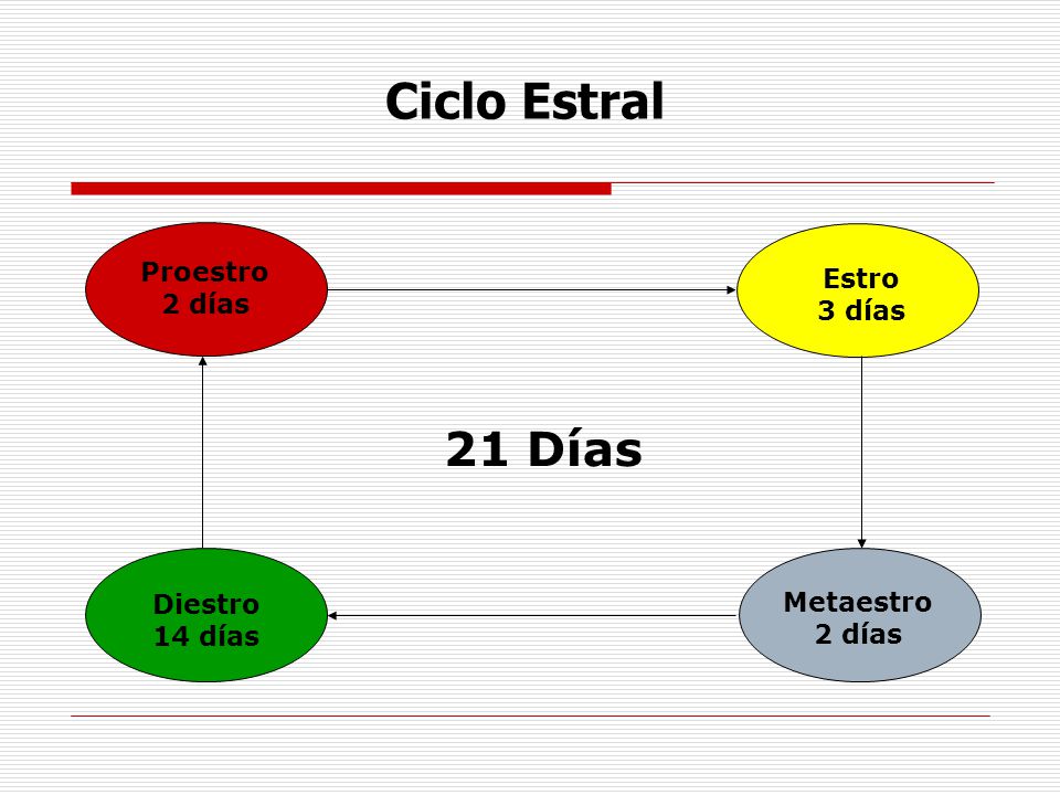 Ciclo Estral 21 Días Proestro 2 días Estro 3 días Diestro 14 días
