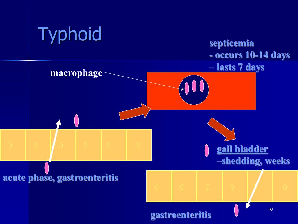 Typhoid septicemia - occurs days lasts 7 days macrophage