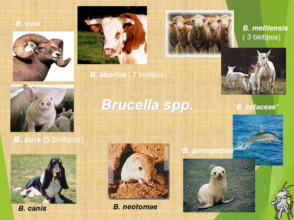 Brucella spp. B. suis (5 biotipos) B. ovis B. melitensis ( 3 biotipos)