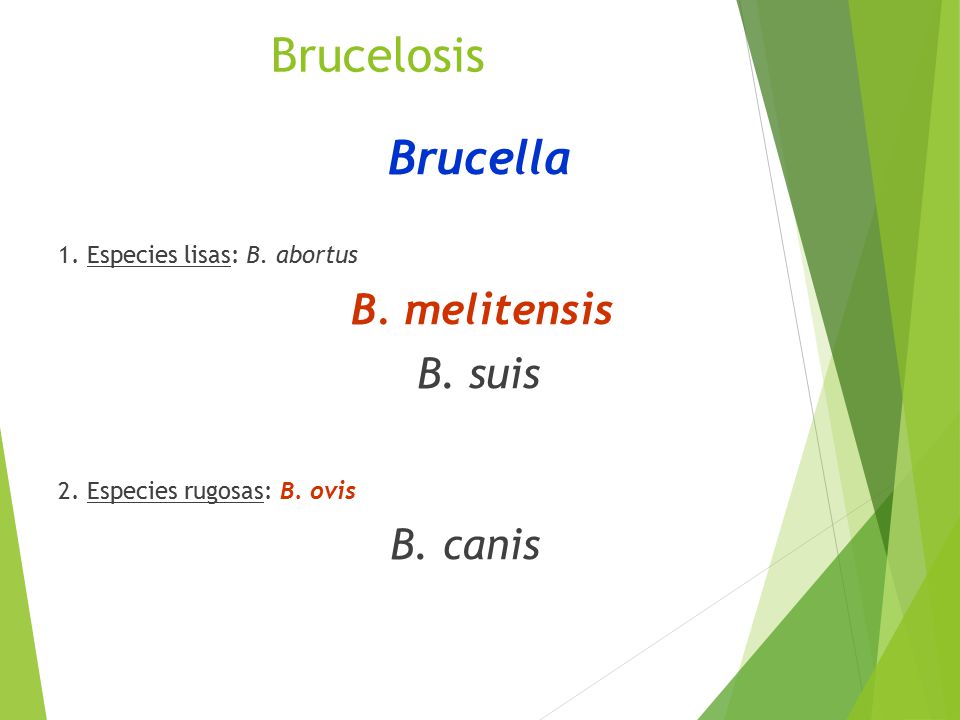 Brucelosis Brucella B. suis 1. Especies lisas: B. abortus