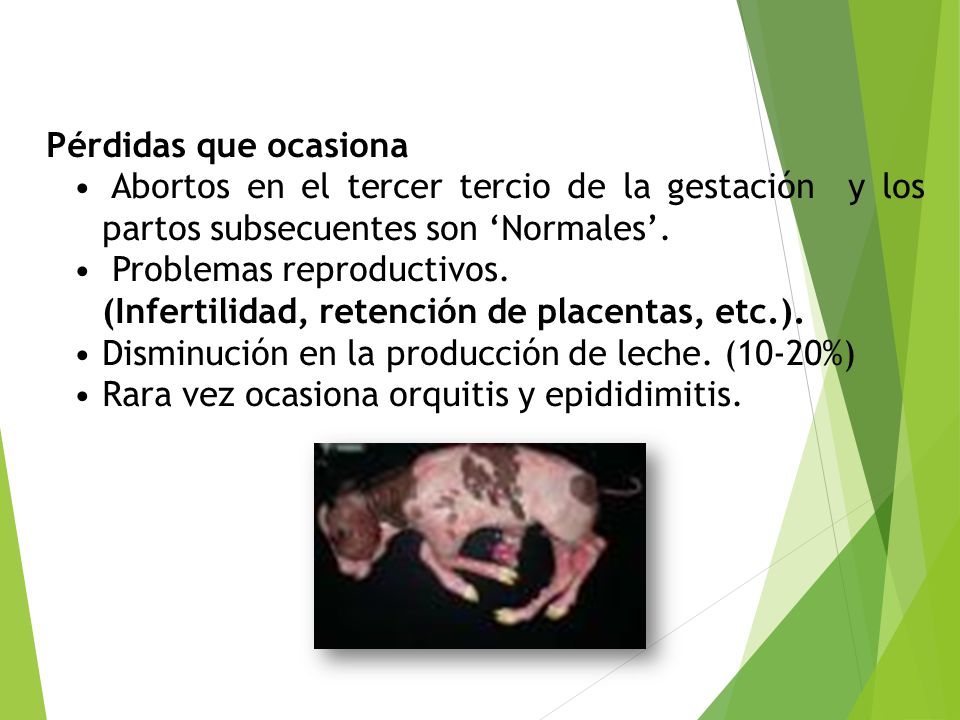 Pérdidas que ocasiona Abortos en el tercer tercio de la gestación y los partos subsecuentes son ‘Normales’.