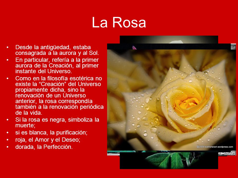 La Rosa Desde la antigüedad, estaba consagrada a la aurora y al Sol.