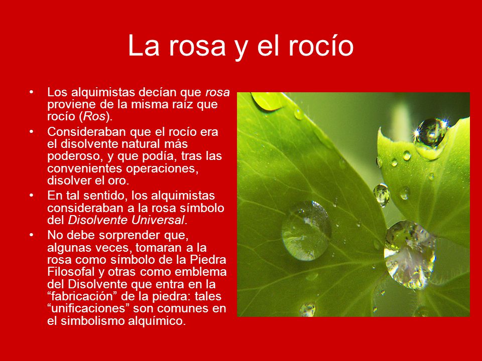 La rosa y el rocío Los alquimistas decían que rosa proviene de la misma raíz que rocío (Ros).