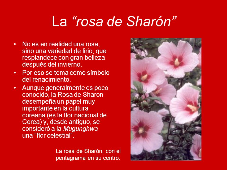 La rosa de Sharón No es en realidad una rosa, sino una variedad de lirio, que resplandece con gran belleza después del invierno.