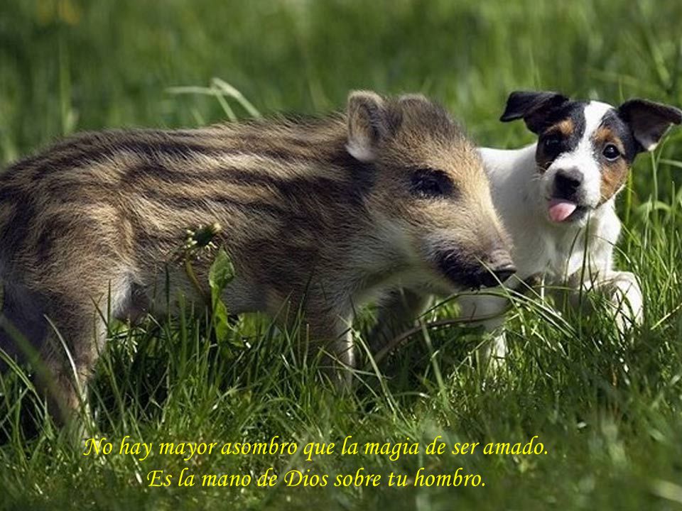 No hay mayor asombro que la magia de ser amado.