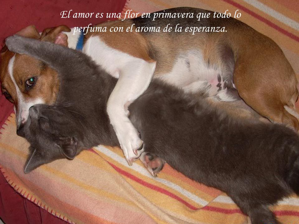 El amor es una flor en primavera que todo lo perfuma con el aroma de la esperanza.
