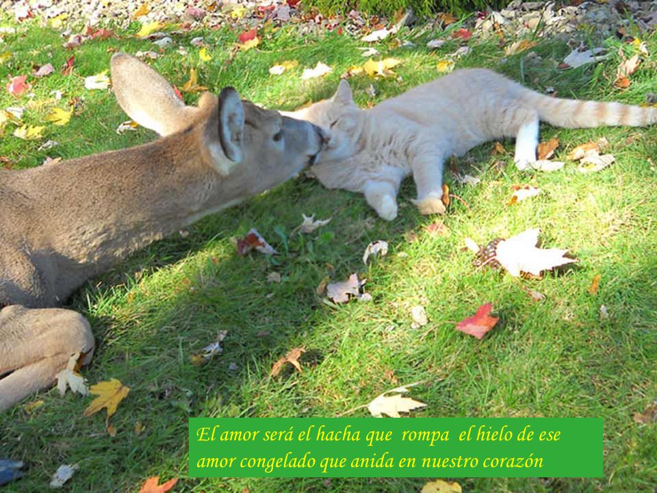 El amor será el hacha que rompa el hielo de ese