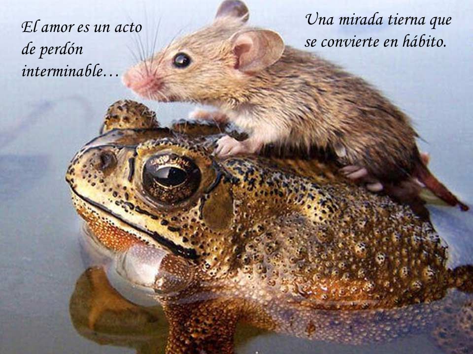 Una mirada tierna que se convierte en hábito. El amor es un acto de perdón interminable…