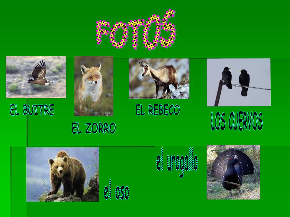 FOTOS EL BUITRE EL REBECO LOS CUERVOS EL ZORRO el urogallo el oso