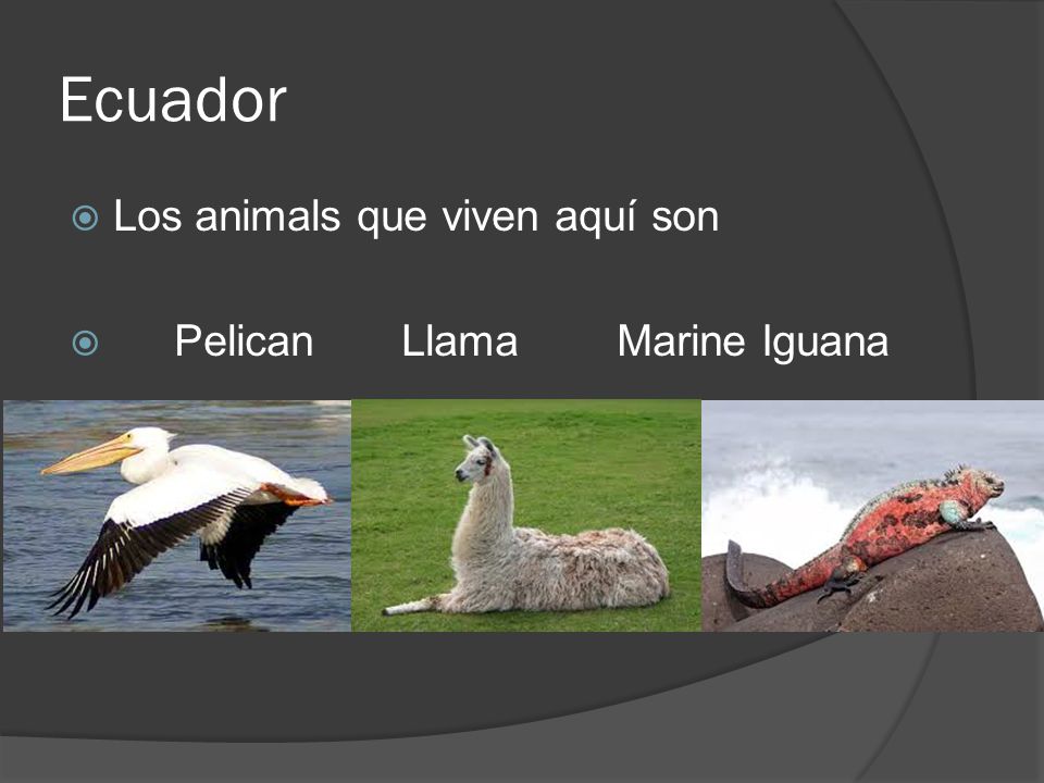 Ecuador Los animals que viven aquí son Pelican Llama Marine Iguana