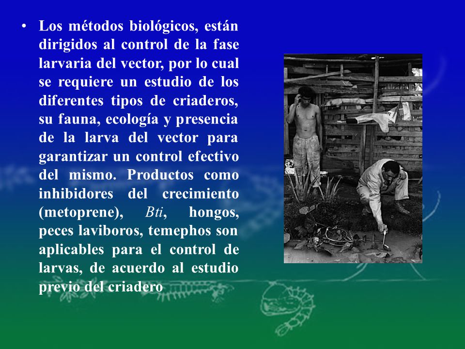 Los métodos biológicos, están dirigidos al control de la fase larvaria del vector, por lo cual se requiere un estudio de los diferentes tipos de criaderos, su fauna, ecología y presencia de la larva del vector para garantizar un control efectivo del mismo.