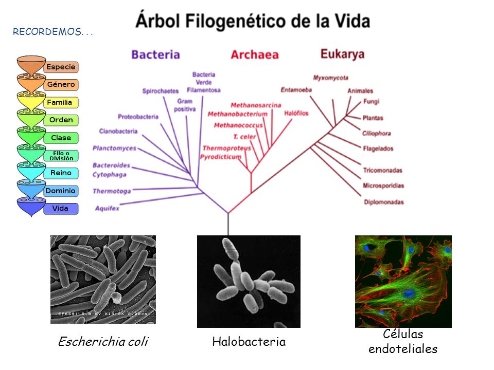 RECORDEMOS. . . Células endoteliales Escherichia coli Halobacteria