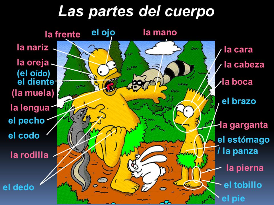 Las partes del cuerpo el ojo la mano la frente la nariz la cara