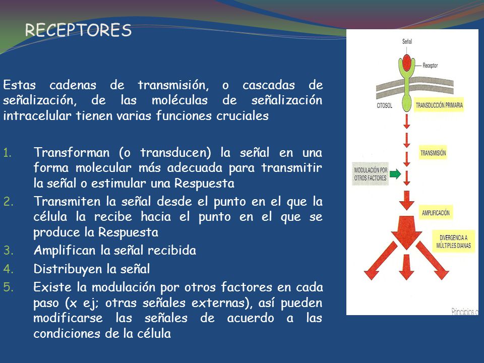 RECEPTORES Estas cadenas de transmisión, o cascadas de señalización, de las moléculas de señalización intracelular tienen varias funciones cruciales.
