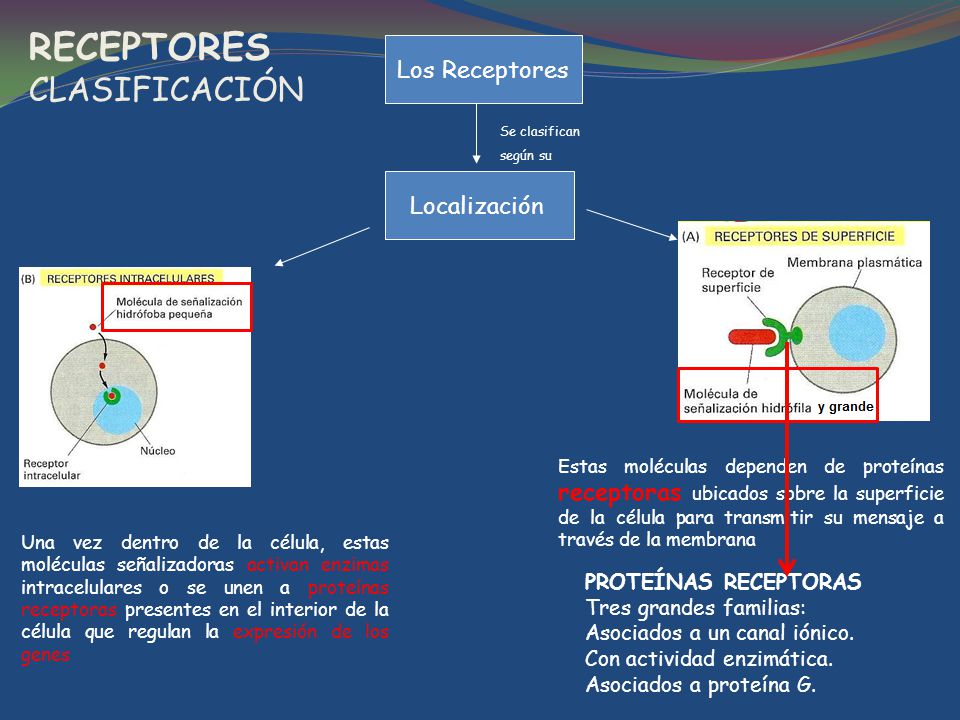 RECEPTORES CLASIFICACIÓN Los Receptores Localización