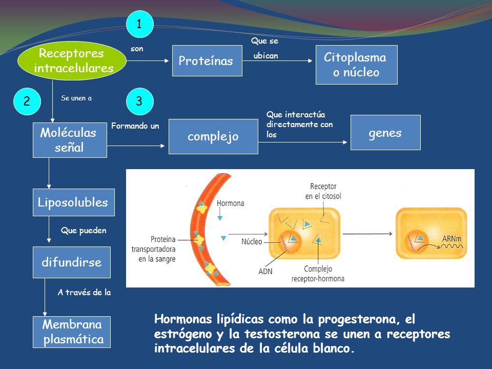 1 Receptores intracelulares Proteínas Citoplasma o núcleo 2 3 genes