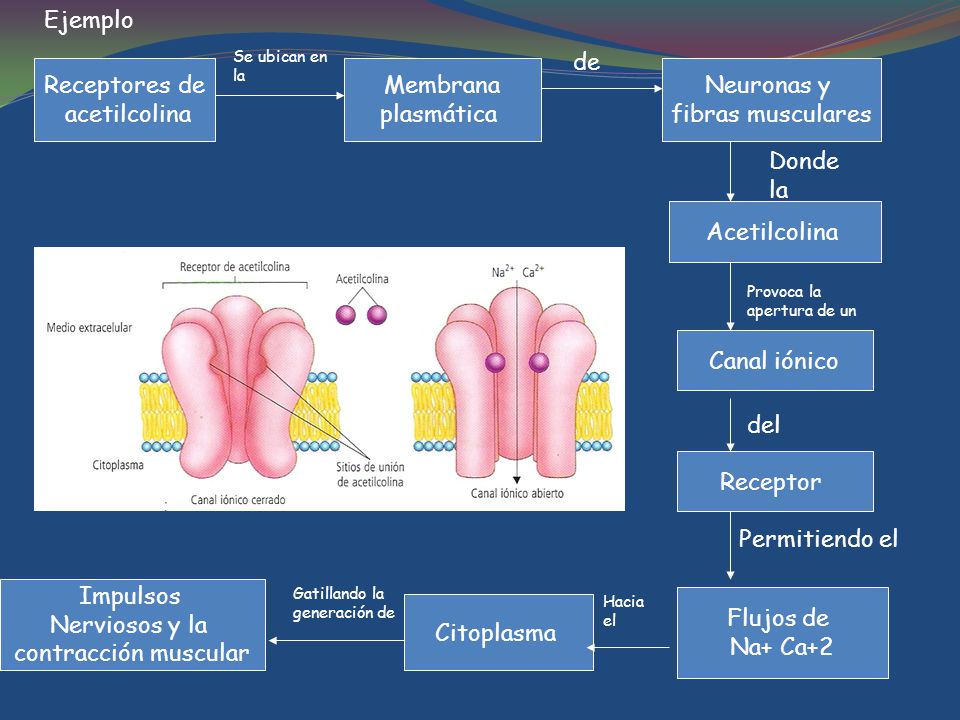 Ejemplo de Receptores de acetilcolina Membrana plasmática Neuronas y