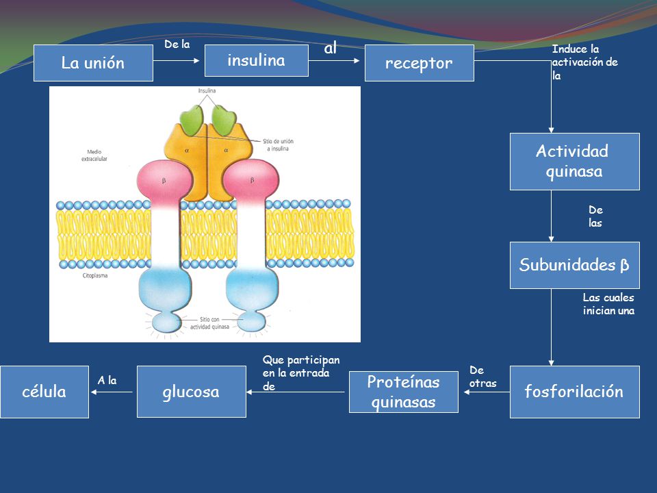 al La unión insulina receptor Actividad quinasa Subunidades β célula
