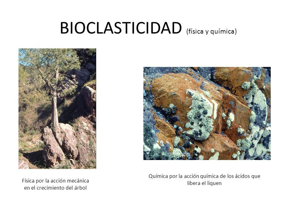 BIOCLASTICIDAD (física y química)