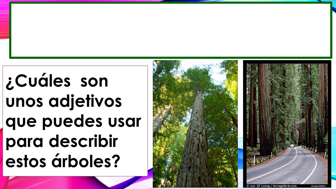 ¿Cuáles son unos adjetivos que puedes usar para describir estos árboles