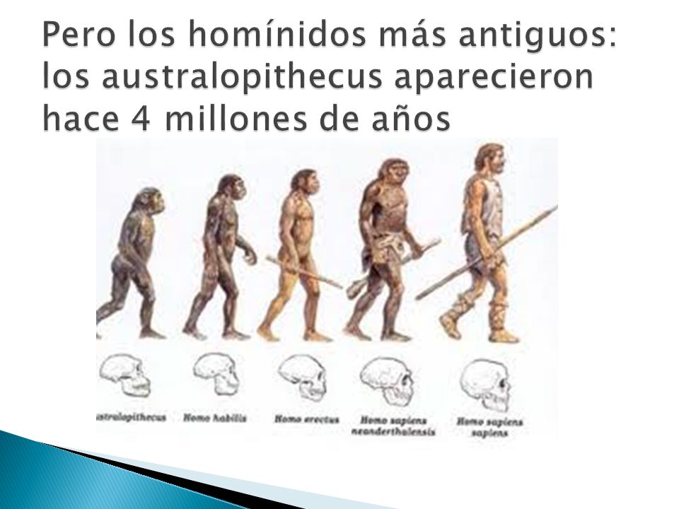 Pero los homínidos más antiguos: los australopithecus aparecieron hace 4 millones de años