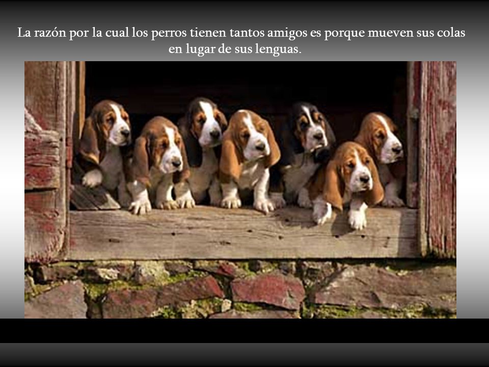 La razón por la cual los perros tienen tantos amigos es porque mueven sus colas