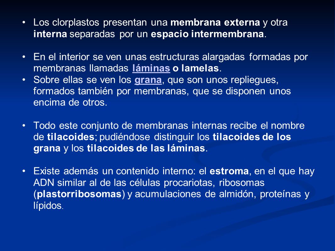 Los clorplastos presentan una membrana externa y otra interna separadas por un espacio intermembrana.