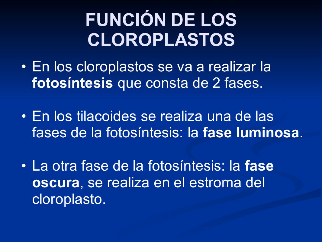 FUNCIÓN DE LOS CLOROPLASTOS