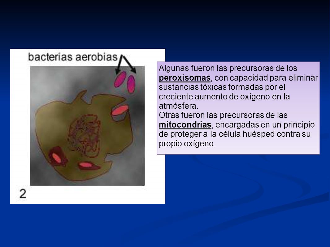 Algunas fueron las precursoras de los peroxisomas, con capacidad para eliminar sustancias tóxicas formadas por el creciente aumento de oxígeno en la atmósfera.