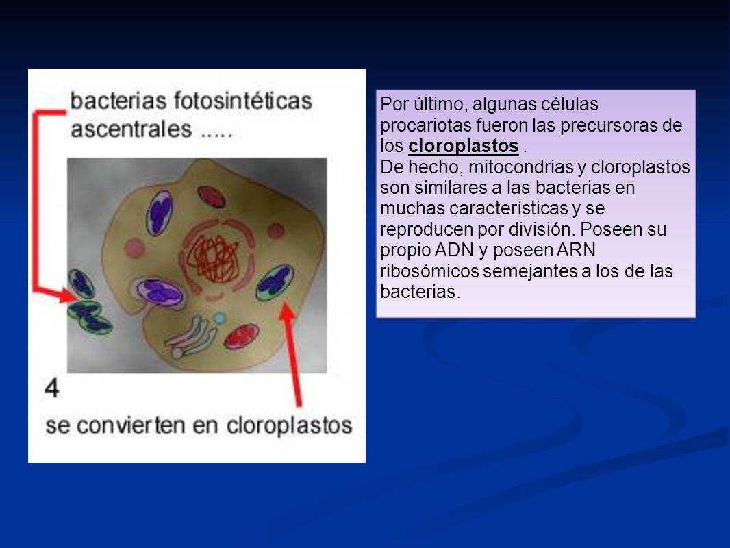 Por último, algunas células procariotas fueron las precursoras de los cloroplastos .