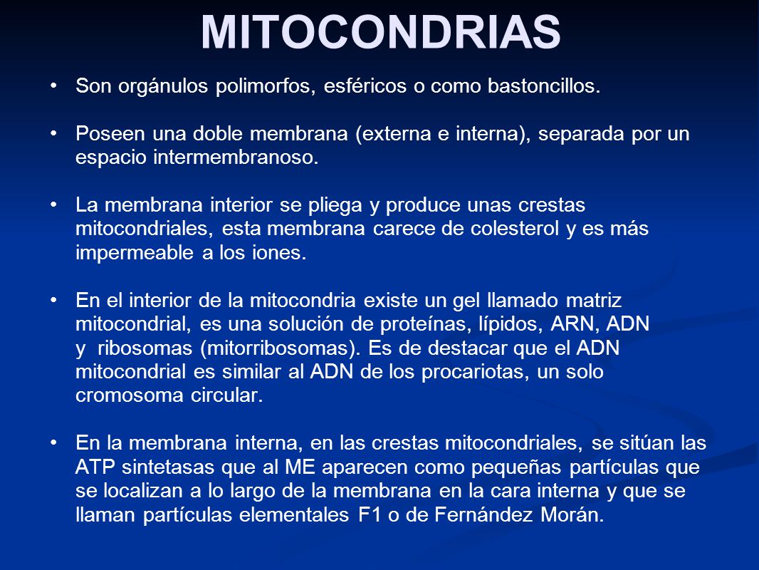 MITOCONDRIAS Son orgánulos polimorfos, esféricos o como bastoncillos.